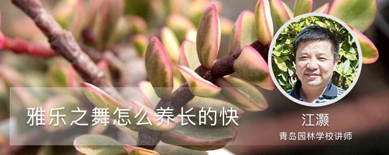 雅乐之舞怎么养长的快,怎样爆花 雅乐之舞怎么养长的快,怎样爆花