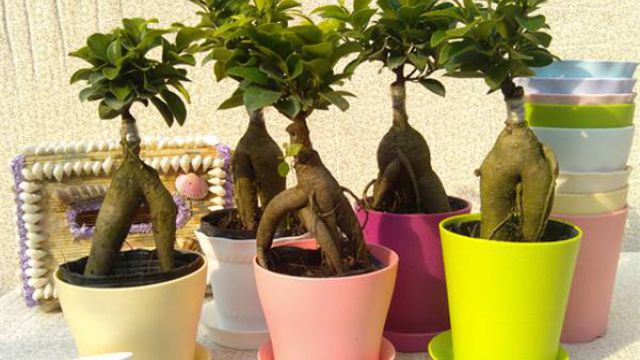 冬季室内花卉的养殖技巧 冬季室内花卉的养殖技巧