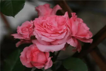 花 花