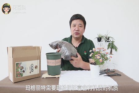 玛格丽特 玛格丽特