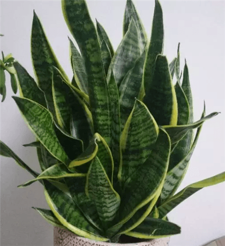 虎皮兰 虎皮兰