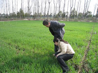 大麦倒伏怎么防止?