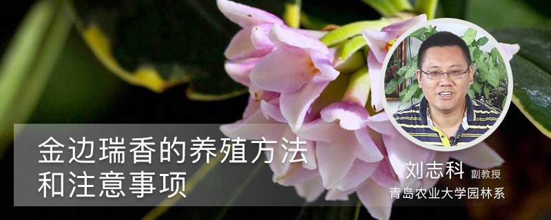 金边瑞香的养殖方法和注意事项 金边瑞香的养殖方法和注意事项