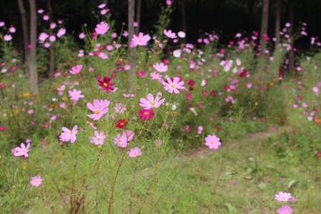漂亮的波斯菊 漂亮的波斯菊