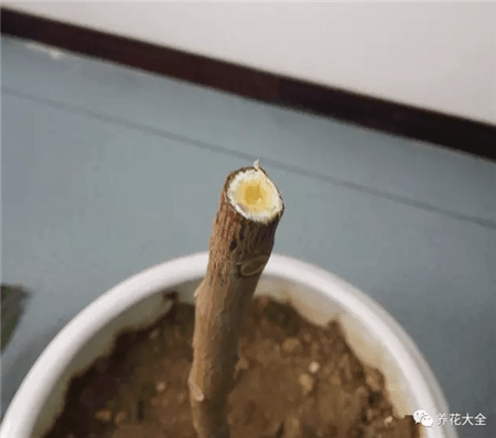 橡皮树涂抹草木灰 橡皮树涂抹草木灰