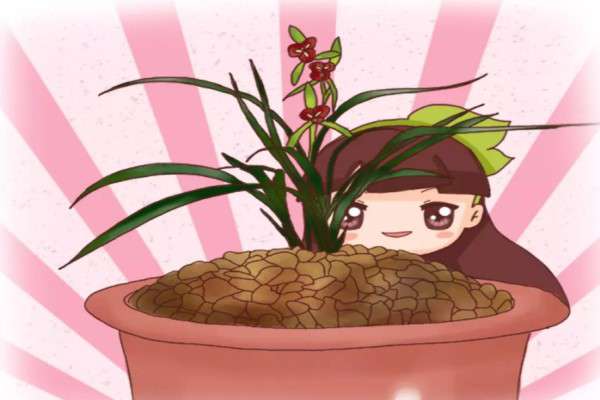 盆里放把松树皮,养花10年不烂根,新芽蹭蹭窜! 盆里放把松树皮,养花10年不烂根,新芽蹭蹭窜!
