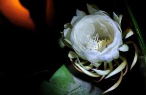 昙花