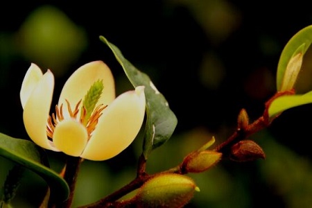 漂亮的含笑花 漂亮的含笑花