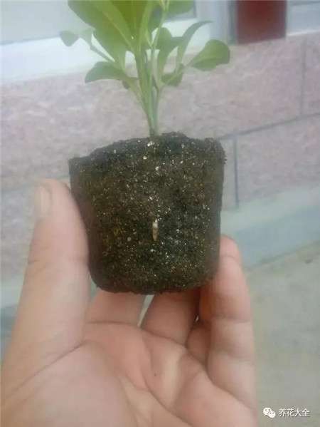 米兰生根 米兰生根
