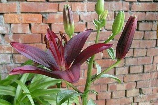 什么花的花语是毁灭,盘点十种象征毁灭死亡的花朵