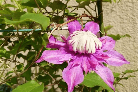 快干掉的花 快干掉的花
