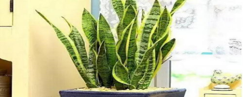 卧室晚上可以放植物吗 卧室晚上可以放植物吗