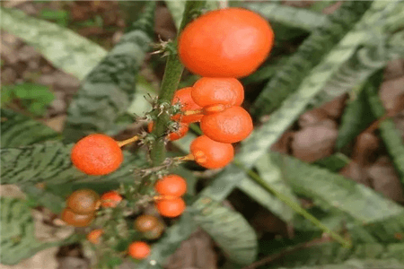 结果的虎皮兰局部 结果的虎皮兰局部