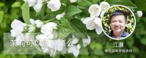 茉莉可以浇啤酒么