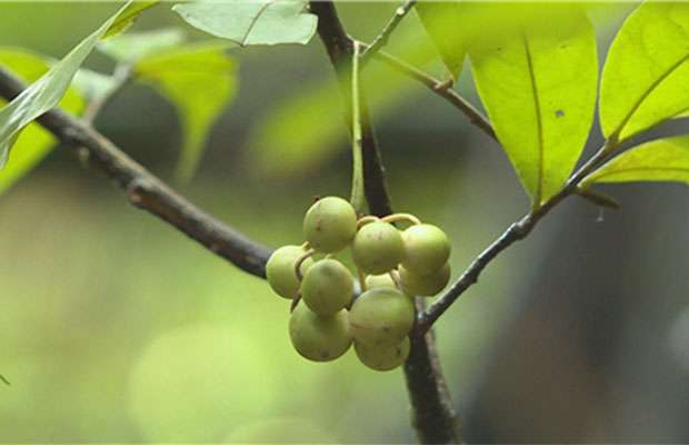 云南发现植物新种2.jpg