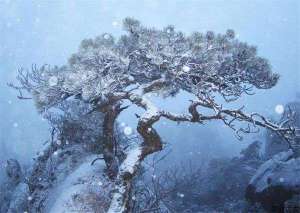雪松的播种育苗