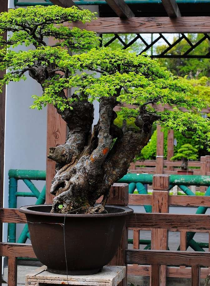 盆景 盆景