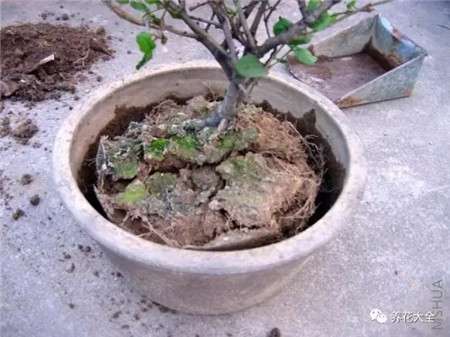 看花盆 看花盆