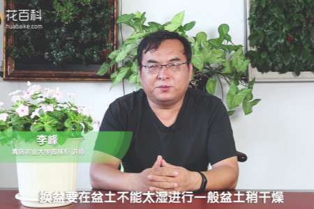 长春花 长春花
