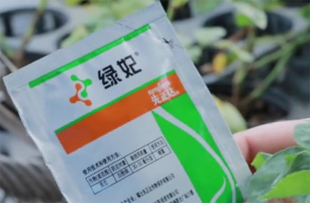 1531136192510916.png 月季常见“黑白红”三种病害如何防治