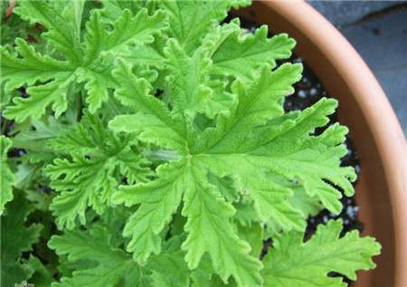 1.驱蚊草 1.驱蚊草