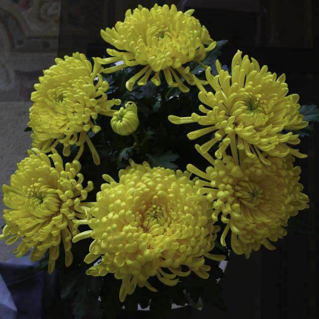 黄菊花 黄菊花