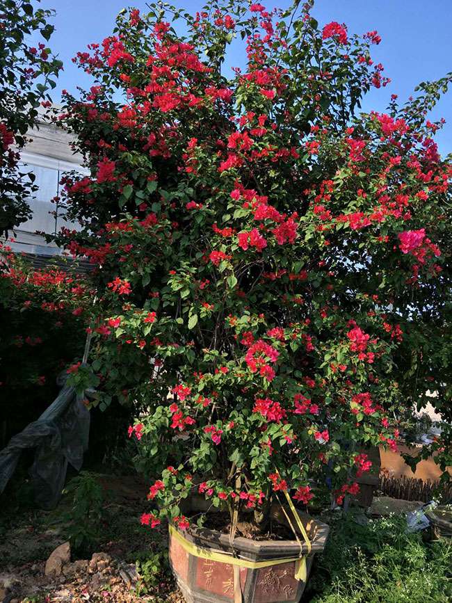 同安红三角梅特点 同安红三角梅特点