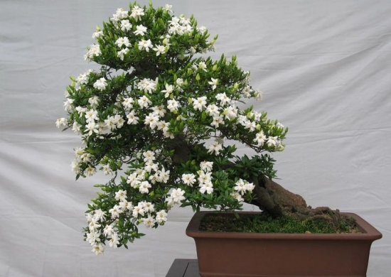 南方花卉:栀子 南方花卉:栀子