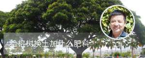 给榕树换土加什么肥料