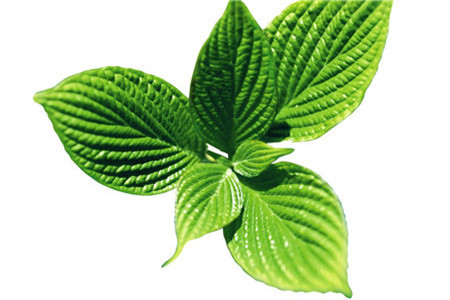 薄荷 薄荷