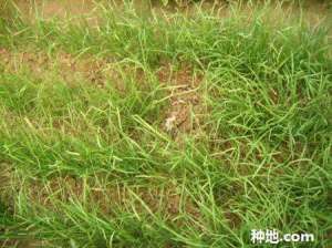 韭菜为什么黄叶？