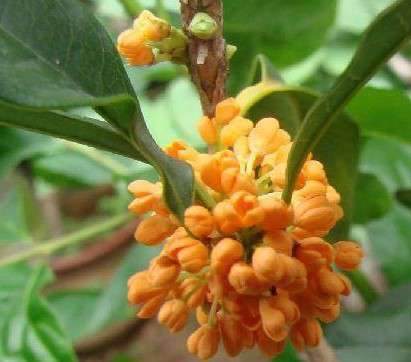 桂花 桂花