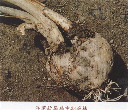 洋葱软腐病怎么防治?