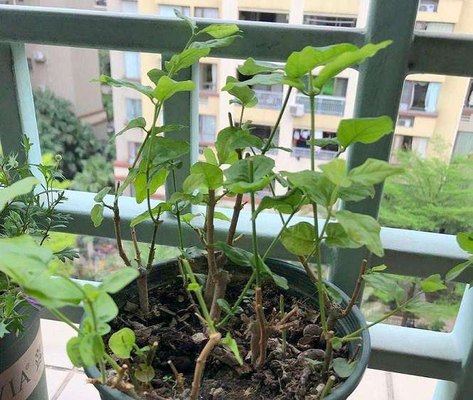 茉莉花扦插 茉莉花扦插