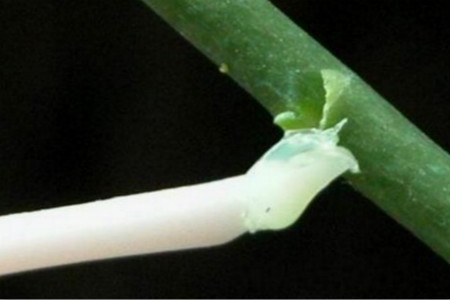 蝴蝶兰 蝴蝶兰