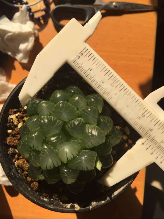 入坑三年!把姬玉露养到七厘米,分享养姬玉露的一点经验! 入坑三年!把姬玉露养到七厘米,分享养姬玉露的一点经验!