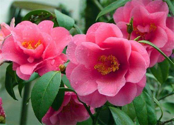 茶花该怎样施肥