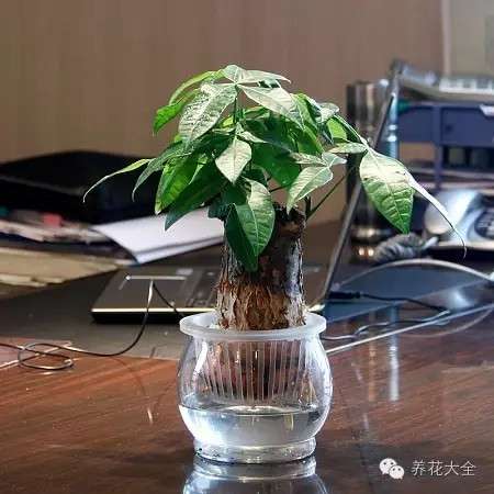 配土 配土