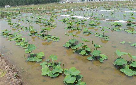 旱地怎么种植莲藕?