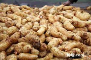 什么是天麻性状退化？