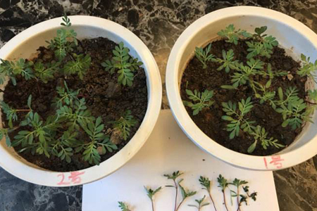 孔雀草 孔雀草