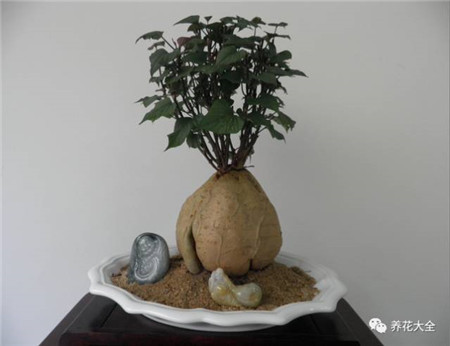 地瓜盆景欣赏 地瓜盆景欣赏