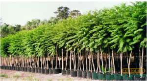 容器苗在园林绿化工程中应用的优劣分析