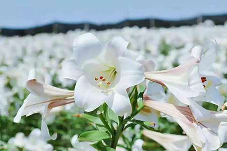 百合花 百合花