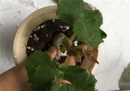 栽种成功 栽种成功