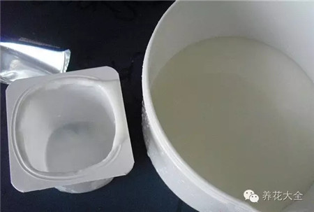 酸奶盒 酸奶盒