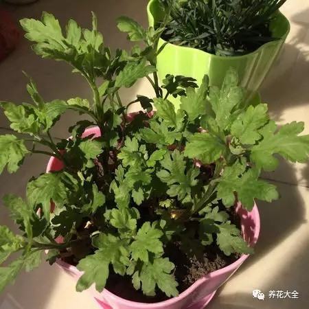 菊花养护要点 菊花养护要点