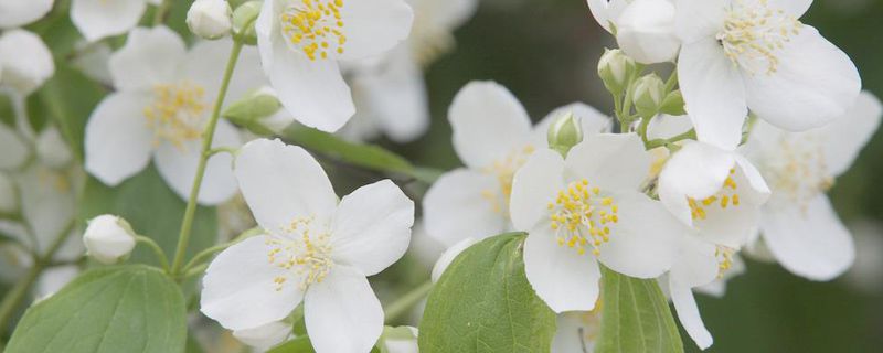 茉莉花可以放在卧室吗 茉莉花可以放在卧室吗
