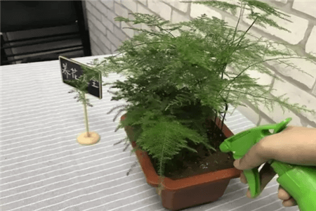 文竹 文竹