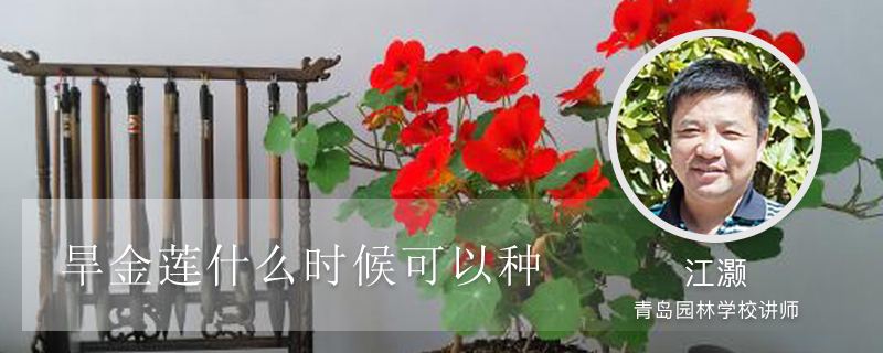 旱金莲什么时候可以种 旱金莲什么时候可以种